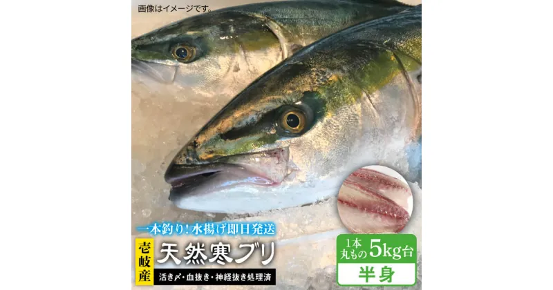 【ふるさと納税】【1 16〜3月末お届け】壱岐島産天然寒ブリ（一本丸ものサイズ5キロ台の半身ブロック） 《壱岐市》【壱岐島　玄海屋】[JBS007] ぶり 寒ぶり ブリ 魚 刺身 しゃぶしゃぶ 42000 42000円 4万円 のし プレゼント ギフト 冷蔵配送