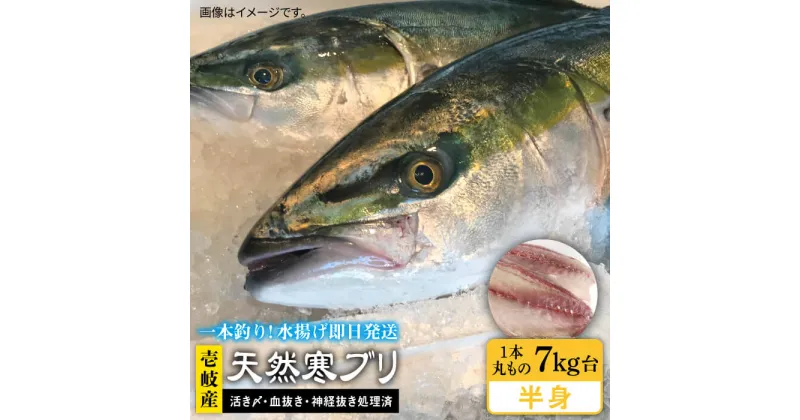 【ふるさと納税】【1/16〜3月末お届け】壱岐島産天然寒ブリ（一本丸ものサイズ7キロ台の半身ブロック） 《壱岐市》【壱岐島　玄海屋】[JBS009] ぶり 寒ぶり ブリ 魚 刺身 しゃぶしゃぶ 62000 62000円 6万円 のし プレゼント ギフト 冷蔵配送