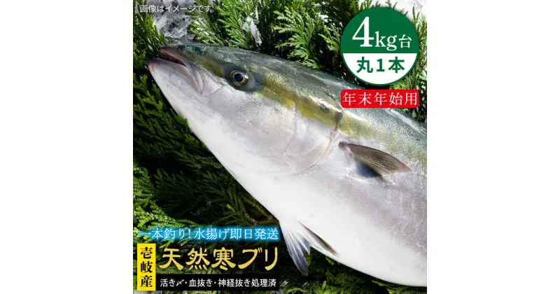 【ふるさと納税】【11/1〜1/15お届け 年末年始用】天然 寒ブリ（ 4キロ台 丸もの ） 《壱岐市》【壱岐島　玄海屋】[JBS014] ぶり 寒ぶり ブリ 魚 刺身 しゃぶしゃぶ 71000 71000円 7万円 のし プレゼント ギフト 冷蔵配送