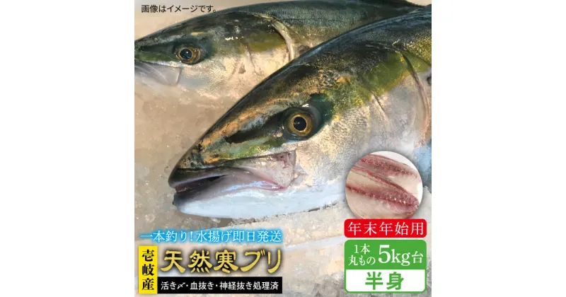 【ふるさと納税】【11/1〜1/15お届け 年末年始用】天然 寒ブリ（一本丸ものサイズ5キロ台の半身ブロック） 《壱岐市》【壱岐島　玄海屋】[JBS019] ぶり 寒ぶり ブリ 魚 刺身 しゃぶしゃぶ 66000 66000円 のし プレゼント ギフト 冷蔵配送