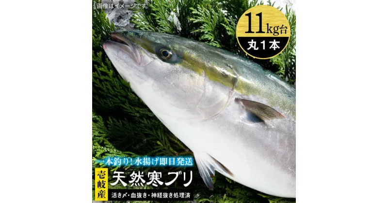 【ふるさと納税】壱岐島産天然寒ブリ（11キロ台・丸もの） 《壱岐市》【壱岐島　玄海屋】[JBS029] ぶり 寒ぶり ブリ 魚 刺身 しゃぶしゃぶ 138000 138000円 のし プレゼント ギフト 冷蔵配送