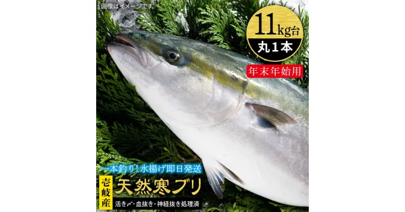 【ふるさと納税】【11/1～1/15お届け 年末年始用】天然 寒ブリ（11キロ台・丸もの） 《壱岐市》【壱岐島　玄海屋】[JBS035] ぶり 寒ぶり ブリ 魚 刺身 しゃぶしゃぶ 380000 380000円 38万 のし プレゼント ギフト 冷蔵配送