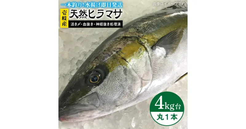 【ふるさと納税】壱岐島産天然ヒラマサ（4キロ台・丸もの） 《壱岐市》【壱岐島　玄海屋】[JBS069] ヒラマサ 魚 刺身 煮物 カルパッチョ お寿司 56000 56000円 のし プレゼント ギフト 冷蔵配送