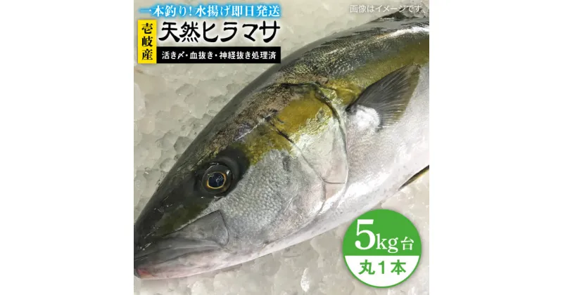 【ふるさと納税】壱岐島産天然ヒラマサ（5キロ台・丸もの） 《壱岐市》【壱岐島　玄海屋】[JBS070] ヒラマサ 魚 刺身 煮物 カルパッチョ お寿司 65000 65000円 のし プレゼント ギフト 冷蔵配送