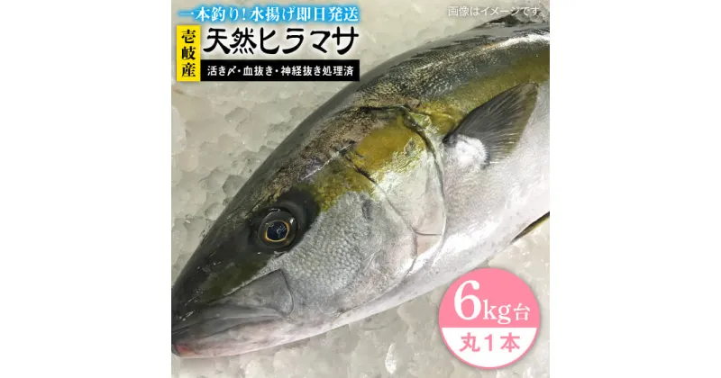 【ふるさと納税】壱岐島産天然ヒラマサ（6キロ台・丸もの） 《壱岐市》【壱岐島　玄海屋】[JBS071] ヒラマサ 魚 刺身 煮物 カルパッチョ お寿司 74000 74000円 7万円 のし プレゼント ギフト 冷蔵配送