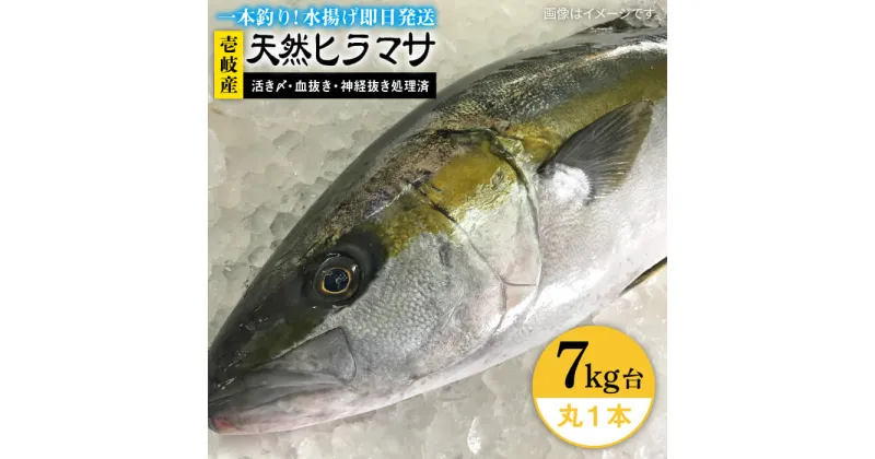 【ふるさと納税】壱岐島産天然ヒラマサ（7キロ台・丸もの） 《壱岐市》【壱岐島　玄海屋】[JBS072] ヒラマサ 魚 刺身 煮物 カルパッチョ お寿司 92000 92000円 9万円 のし プレゼント ギフト 冷蔵配送