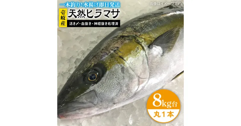 【ふるさと納税】壱岐島産天然ヒラマサ（8キロ台・丸もの） 《壱岐市》【壱岐島　玄海屋】[JBS073] ヒラマサ 魚 刺身 煮物 カルパッチョ お寿司 111000 111000円 11万円 のし プレゼント ギフト 冷蔵配送