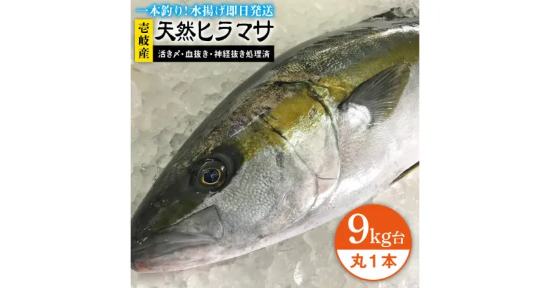 【ふるさと納税】壱岐島産天然ヒラマサ（9キロ台・丸もの） 《壱岐市》【壱岐島　玄海屋】[JBS074] ヒラマサ 魚 刺身 煮物 カルパッチョ お寿司 120000 120000円 12万円 のし プレゼント ギフト 冷蔵配送