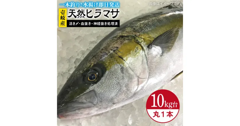 【ふるさと納税】壱岐島産天然ヒラマサ（10キロ台・丸もの） 《壱岐市》【壱岐島　玄海屋】[JBS075] ヒラマサ 魚 刺身 煮物 カルパッチョ お寿司 180000 180000円 18万円 のし プレゼント ギフト 冷蔵配送