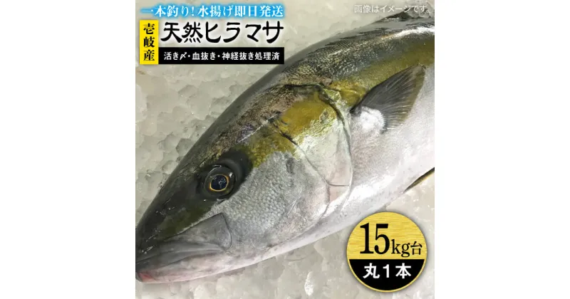 【ふるさと納税】壱岐島産天然ヒラマサ（15キロ台・丸もの） 《壱岐市》【壱岐島　玄海屋】[JBS076] ヒラマサ 魚 刺身 煮物 カルパッチョ お寿司 270000 270000円 27万円 のし プレゼント ギフト 冷蔵配送