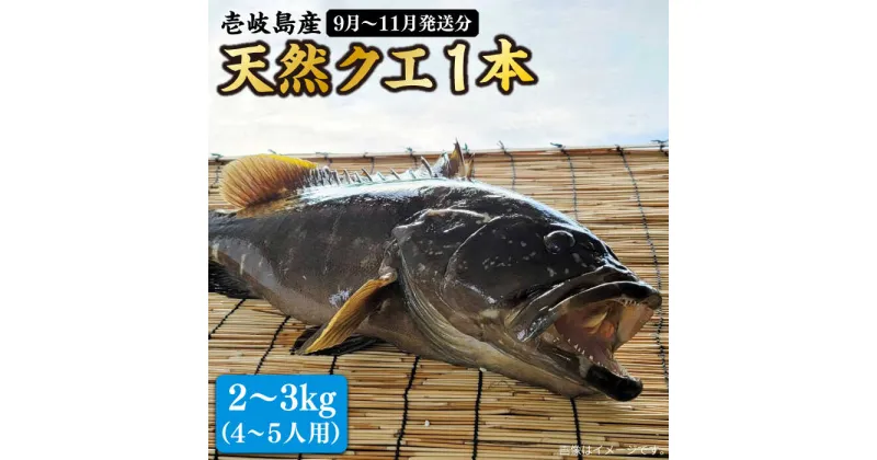 【ふるさと納税】【9月〜11月限定】 天然クエ 丸もの 2〜3kg（鍋・刺身：約4〜5人前） 《壱岐市》【丸和水産】[JCJ010] クエ くえ 冷蔵 直送 海鮮 鮮魚 刺身 刺し身 お刺身 クエ鍋 くえ鍋 1本 1匹 高級魚 60000 60000円 6万円 冷蔵配送