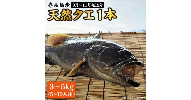 【ふるさと納税】【9月～11月限定】 天然クエ 丸もの 3～5kg（鍋・刺身：約5～10人前） 《壱岐市》【丸和水産】[JCJ011] クエ くえ 冷蔵 直送 海鮮 鮮魚 刺身 刺し身 お刺身 クエ鍋 くえ鍋 1本 1匹 高級魚 120000 120000円 12万円 冷蔵配送