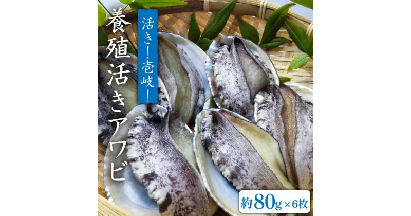 【ふるさと納税】国産養殖アワビ 活き！壱岐！アワビ（約480g） 約80g×6枚 [JDQ002] あわび/鮑/BBQ 18000 18000円 のし プレゼント ギフト 冷蔵配送