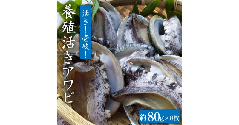 【ふるさと納税】国産養殖アワビ 活き！壱岐！アワビ（約640g） 約80g×8枚 [JDQ003]あわび/鮑/BBQ 22000 22000円 のし プレゼント ギフト 冷蔵配送