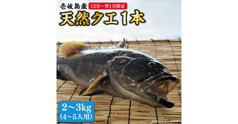 【ふるさと納税】【2024年12月～翌1月限定】 天然 クエ 丸もの 1本 2～3kg（鍋・刺身4～5人用）《壱岐市》【丸和水産】 [JCJ023] クエ くえ 冷蔵 直送 海鮮 鮮魚 刺身 刺し身 お刺身 クエ鍋 くえ鍋 1本 1匹 高級魚 80000 80000円 8万円 冷蔵配送