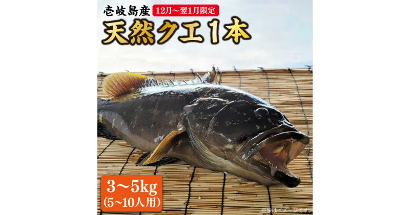 【ふるさと納税】【12月～翌1月限定】 天然 クエ 丸もの 1本 3～5kg（鍋・刺身 5～10人用） 《壱岐市》【丸和水産】 [JCJ024] クエ くえ 冷蔵 直送 海鮮 鮮魚 刺身 刺し身 お刺身 クエ鍋 くえ鍋 1本 1匹 高級魚 134000 134000円 冷蔵配送