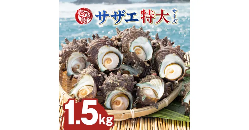 【ふるさと納税】壱岐島 サザエ（特大） 合計約1.5kg 《壱岐市》【マルショウ水産】[JBB006] 16000 16000円 お刺身 冷蔵配送 産地直送 サザエ さざえ 栄螺 つぼ焼き 冷蔵 生 刺身 BBQ