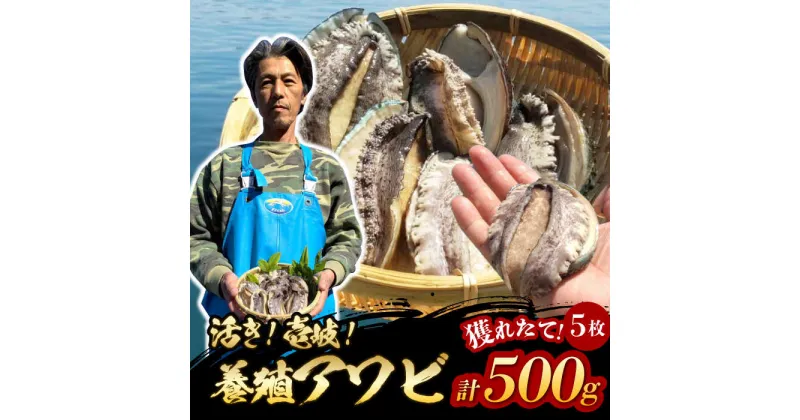 【ふるさと納税】国産養殖アワビ 活き！壱岐！アワビ 計500g（約100g×5枚）《壱岐市》【住吉水産】アワビ 鮑 養殖 貝 海産物 魚介 魚貝 産地直送 お刺身 冷蔵発送[JDQ007]