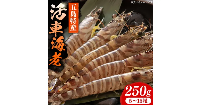 【ふるさと納税】新鮮 五島特産 活車海老 (養殖) 250g (5~15尾) 国産 五島市/拓水 五島事業場【PCU003】