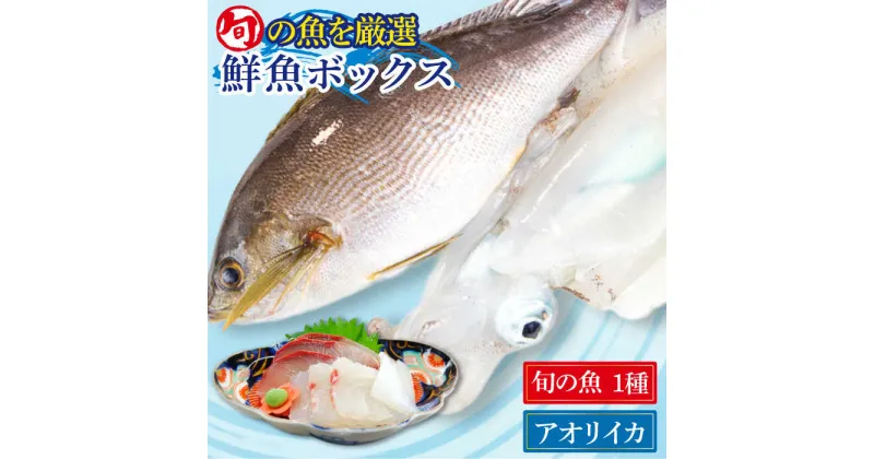 【ふるさと納税】金澤仕立て 鮮魚ボックス（旬の魚1種・アオリイカ）五島市/金沢鮮魚 [PEP001]