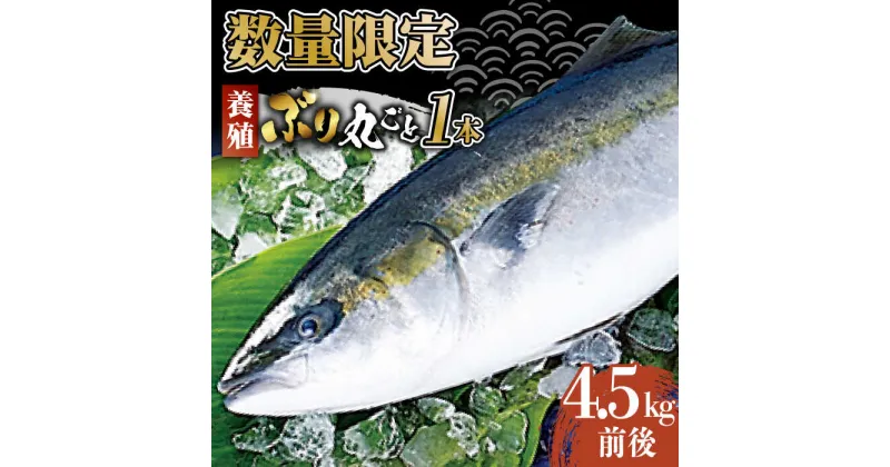 【ふるさと納税】【出荷日限定 年末のご馳走に！】五島から新鮮なブリ 丸ごと1本 約4.5kg～5.0kg(内臓処理済) 五島市/奈留町漁業協同組合[PAT024]