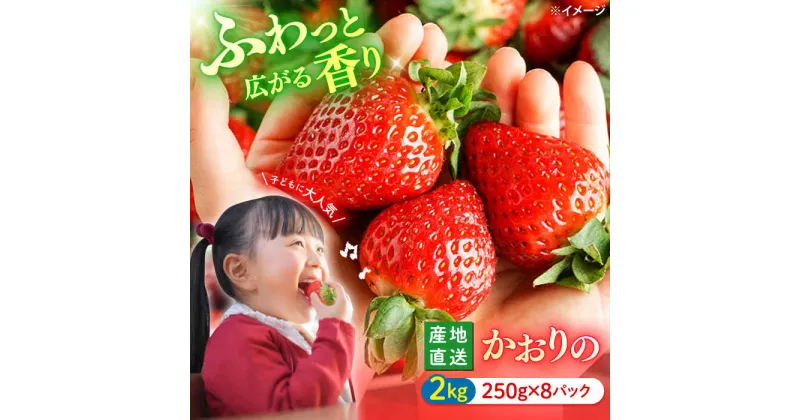 【ふるさと納税】【風味豊かな香り】西海市産いちご「かおりの」2kg（250g×8パック）＜武藤農園＞[CFV002]