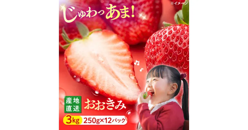 【ふるさと納税】【大玉色鮮やか！】西海市産いちご「おおきみ」3kg（250g×12パック）＜武藤農園＞[CFV006]