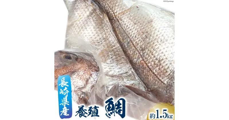 【ふるさと納税】鯛 フィーレ 1尾 約 1.5kg [田中鮮魚卸 長崎県 雲仙市 item1803] たい タイ 冷凍 フィレ