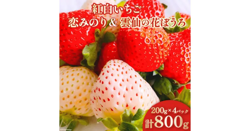 【ふるさと納税】【期間限定発送】 いちご 紅白いちごセット「恋みのり」「雲仙の花ぼうろ」計4パック [トトノウ 長崎県 雲仙市 item1409] 苺 イチゴ 4パック 赤いちご 白いちご フルーツ 果物 くだもの 期間限定 季節限定 セット 食べ比べ