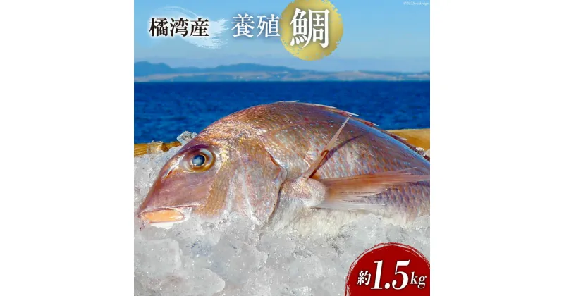 【ふるさと納税】橘湾産養殖 鯛　約1.5kg [荒木鮮魚店 長崎県 雲仙市 item1731]