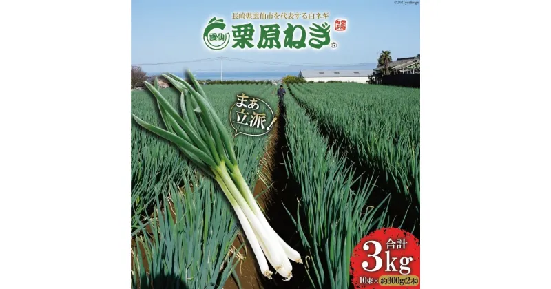 【ふるさと納税】【期間限定発送】 ねぎ 雲仙栗原ねぎ 約300g（2本）×10束 計3kg [栗原ねぎ 長崎県 雲仙市 item1893] ネギ 白ネギ 野菜 10束 3キロ