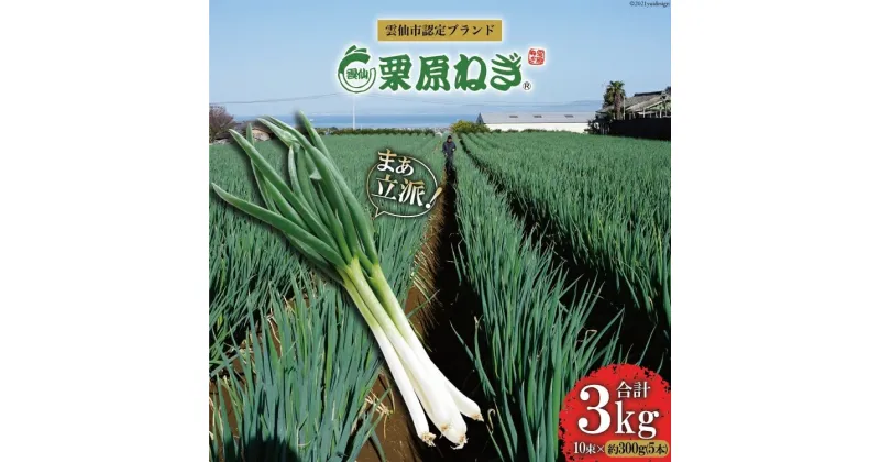 【ふるさと納税】【期間限定発送】 ねぎ 雲仙栗原ねぎ 約300g（5本）×10束 計3kg [栗原ねぎ 長崎県 雲仙市 item1895] ネギ 白ネギ 野菜 10束 3キロ