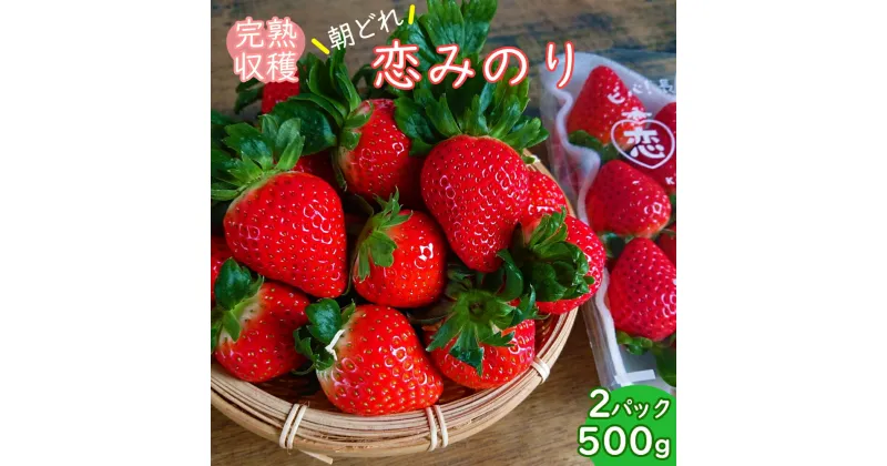 【ふるさと納税】【期間限定発送】 いちご 恋みのり 2パック（500g以上） 2Lサイズ以上 シャインファームから直送 [吉岡青果 長崎県 雲仙市 item1500] イチゴ 苺 果物 くだもの フルーツ 数量限定 期間限定