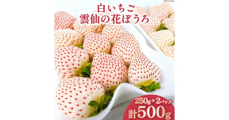 【ふるさと納税】【期間限定発送】 いちご 白いちご 雲仙の花ぼうろ 250g×2パック [トトノウ 長崎県 雲仙市 item1411] 苺 イチゴ フルーツ 果物 くだもの 期間限定 季節限定