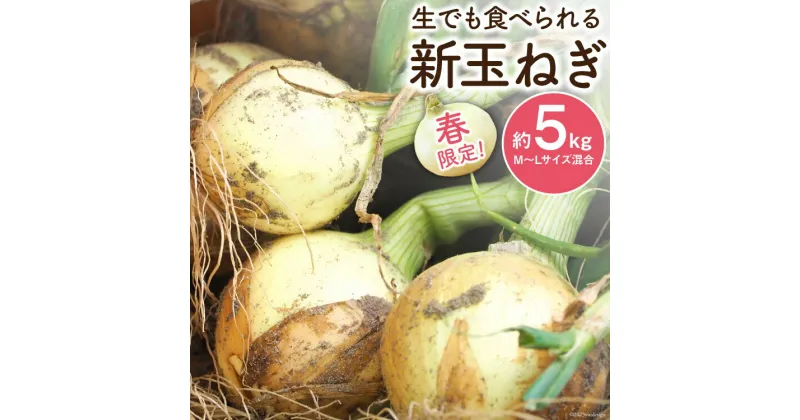 【ふるさと納税】【期間限定発送】新玉ねぎ 約5kg [長崎県農産品流通 長崎県 雲仙市 item1588] 野菜 たまねぎ タマネギ 玉葱 5キロ 期間限定