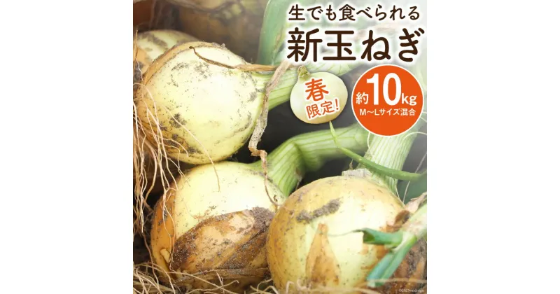 【ふるさと納税】【期間限定発送】 新玉ねぎ 約 10kg [長崎県農産品流通 長崎県 雲仙市 item1589] 玉ねぎ たまねぎ タマネギ 玉葱 野菜 10キロ 期間限定