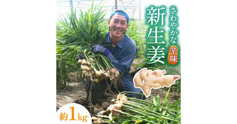 【ふるさと納税】【2025年8月～発送】新生姜 約1kg / ショウガ しょうが 生姜 健康食品 薬味 生姜焼き おろし生姜 ジンジャー / 南島原市 / ふくはちファーム [SBS015]