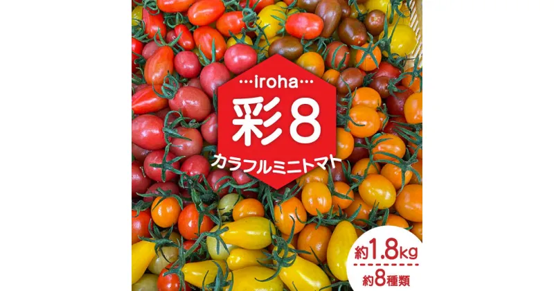 【ふるさと納税】【10/28値上げ予定】【2025年1月中旬〜発送】 カラフル ミニトマト 彩8（いろは） 約8種類 合計約1.8kg / トマト 夏野菜 野菜 旬 食べ比べ / 産地直送 安心 安全 彩り / 南島原市 / 植木農園 [SBL001]