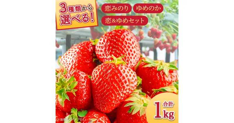 【ふるさと納税】【10/28値上げ予定】【セット内容が選べる】【2025年1月〜発送】いちご 2種類 食べ比べ 約250g×4P / ゆめのか こいみのり / イチゴ 苺 果物 フルーツ / 南島原市 / JA島原雲仙東南部基幹センター [SAC006]