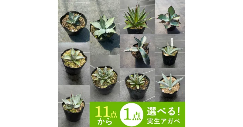 【ふるさと納税】【数量限定】「11種類の中から選べる」 実生 アガベ 1点 長与町/アグリューム [EAI053] 観葉植物 アガベ 多肉植物 苗