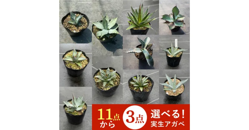 【ふるさと納税】【数量限定】「11種類の中から選べる」 実生 アガベ 3点 長与町/アグリューム [EAI054] 観葉植物 アガベ 多肉植物 苗