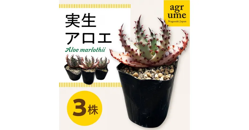 【ふるさと納税】実生アロエ Aloe marlothii 3株 長与町/アグリューム [EAI087] 観葉植物 アガベ 多肉植物 苗