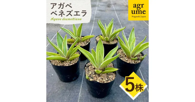 【ふるさと納税】Agave desmettiana アガベ ベネズエラ 5株 長与町 / アグリューム [EAI109] 植物 観葉植物 インテリア 苗