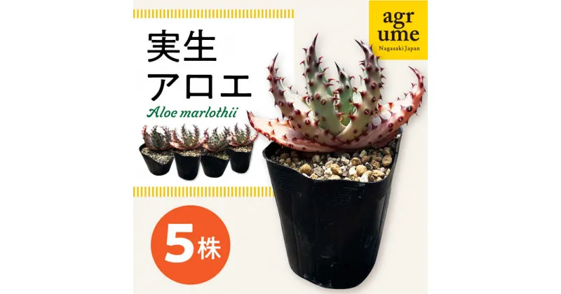 【ふるさと納税】実生アロエ Aloe marlothii 5株 長与町/アグリューム [EAI110] 植物 観葉植物 インテリア 苗