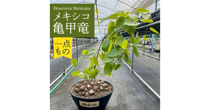 【ふるさと納税】Dioscorea Mexicana メキシコ亀甲竜 (個体番号MKR-13) 長与町/アグリューム[EAI124]