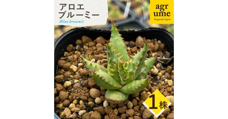 【ふるさと納税】【数量限定】 Aloe broomii　アロエ ブルーミー 1株 長与町/アグリューム[EAI120] 観葉植物 多肉植物 苗 植物 アロエ あろえ インテリア