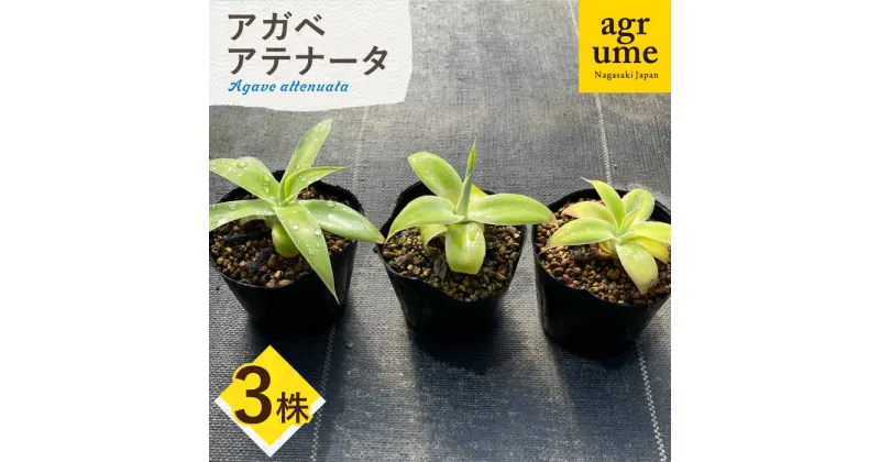 【ふるさと納税】アガベ アテナータ 3株セット 長与町/アグリューム Agave attenuata[EAI118] 観葉植物 多肉植物 苗 植物 アガベ あがべ インテリア セット