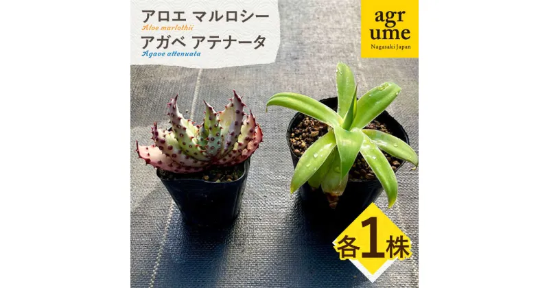 【ふるさと納税】アロエ マルロシー ＆ アガベ アテナータ　各1株 長与町/アグリューム　Aloe marlothii　Agave attenuata　[EAI114] 観葉植物 多肉植物 苗 植物 アロエ あろえ アガベ あがべ インテリア セット