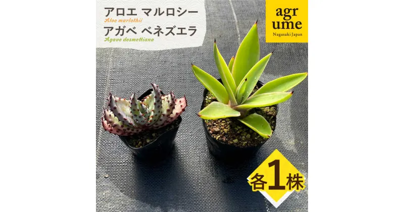 【ふるさと納税】アロエ マルロシー ＆ アガベ ベネズエラ　各1株 長与町/グリューム　Aloe marlothii Agave desmettiana[EAI113] 観葉植物 多肉植物 苗 植物 アロエ あろえ アガベ あがべ インテリア セット