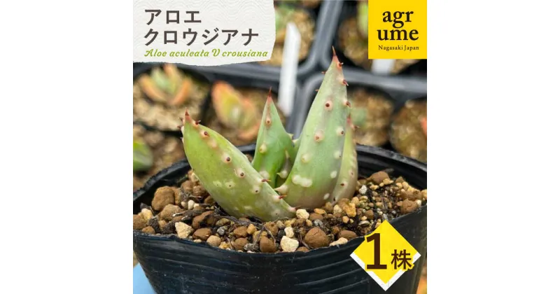 【ふるさと納税】【数量限定】 Aloe aculeata V crousiana　アロエ クロウジアナ 1株 長与町/アグリューム[EAI122] 観葉植物 多肉植物 苗 植物 アロエ あろえ インテリア